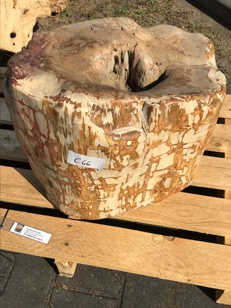 Versteinertes Holz - Dunkelbraun - Versteinertes Holz - 37x61x34 cm