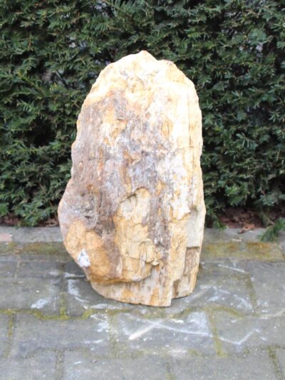 Versteinertes Holz – Dunkelbraun – Versteinertes Holz – 51x30x25 cm