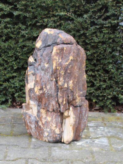 Versteinertes Holz – Dunkelbraun – Versteinertes Holz – 53x34x21 cm