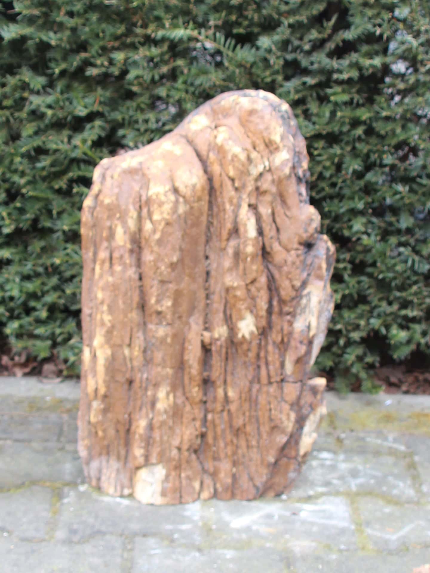 Versteinertes Holz - Dunkelbraun - Versteinertes Holz - 53x34x21 cm – Bild 2