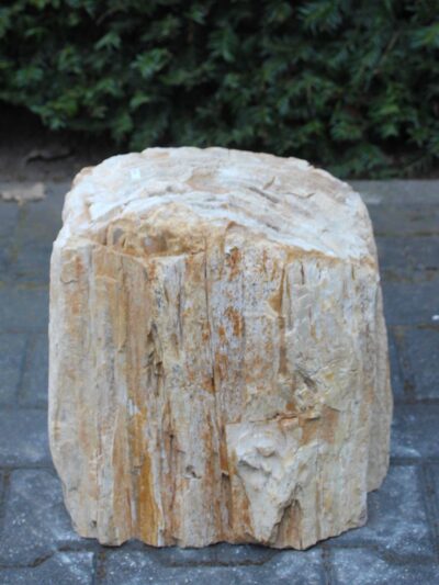 Versteinertes Holz – Hellbraun – Versteinertes Holz – 30x30x23 cm