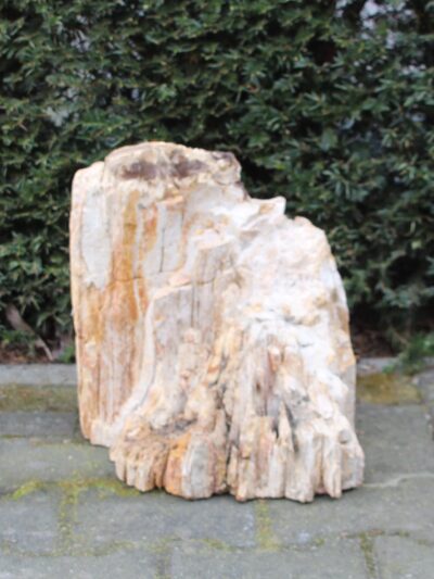 Versteinertes Holz – Hellbraun – Versteinertes Holz – 34x40x38 cm