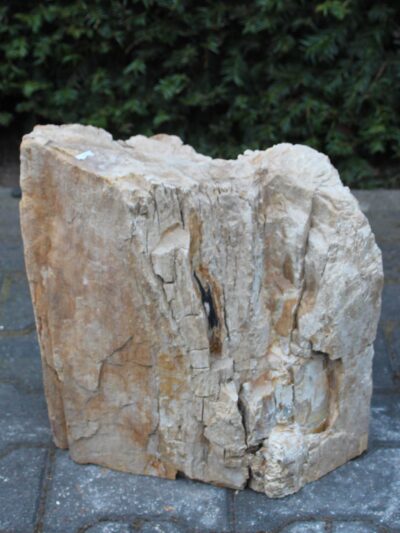 Versteinertes Holz – Hellbraun – Versteinertes Holz – 37x36x24 cm