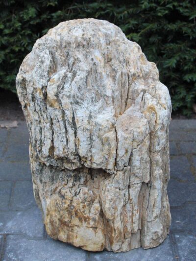 Versteinertes Holz – Hellbraun – Versteinertes Holz – 53x37x26 cm