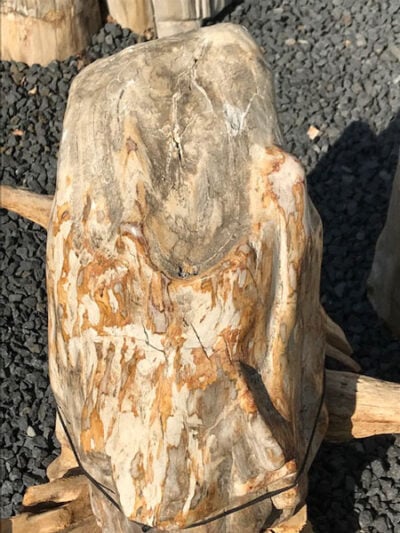 Versteinertes Holz – Hellbraun – Versteinertes Holz – 55x38x33 cm