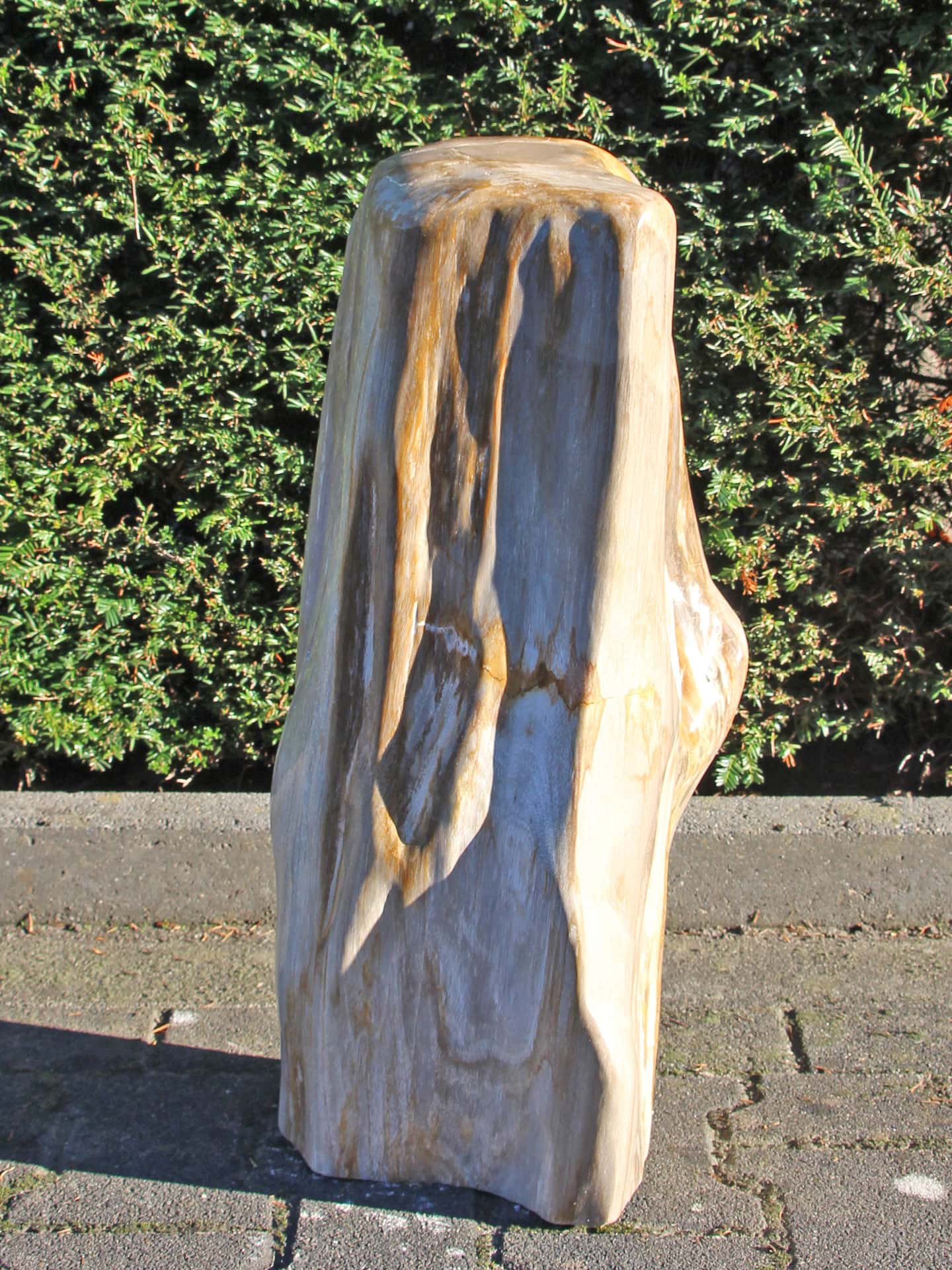 Versteinertes Holz - Versteinertes Holz - 60x20x20 cm