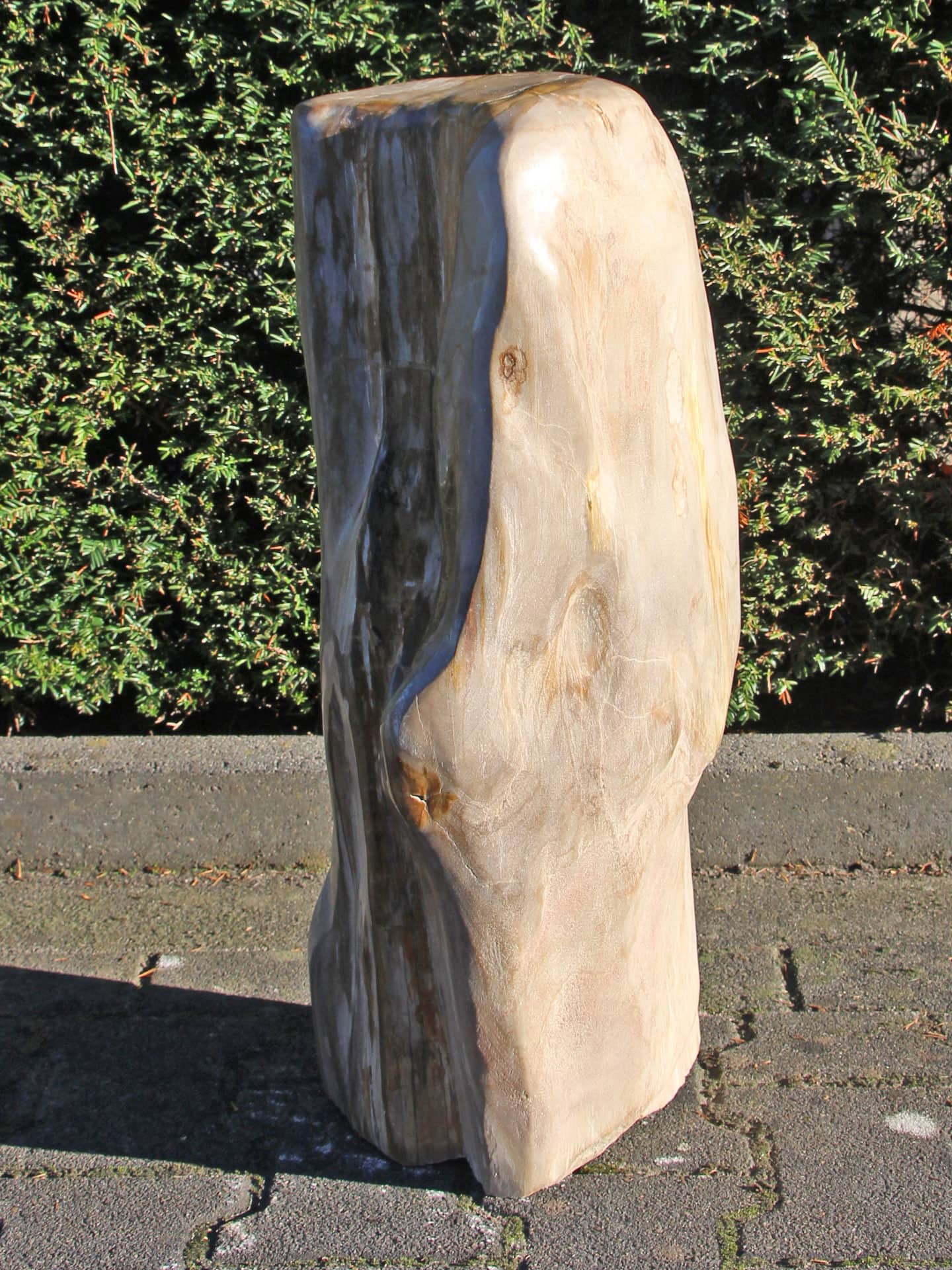 Versteinertes Holz - Versteinertes Holz - 60x20x20 cm – Bild 5