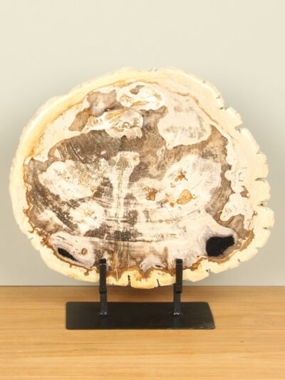 Versteinertes Holz für drinnen – Versteinertes Holz – Scheibe auf Ständer Nr. 32 – 36x37x3 cm