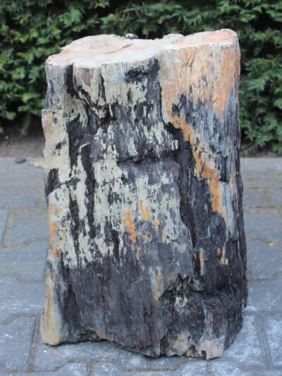 Versteinertes Holz – Schwarz – Versteinertes Holz – 53x32x20 cm