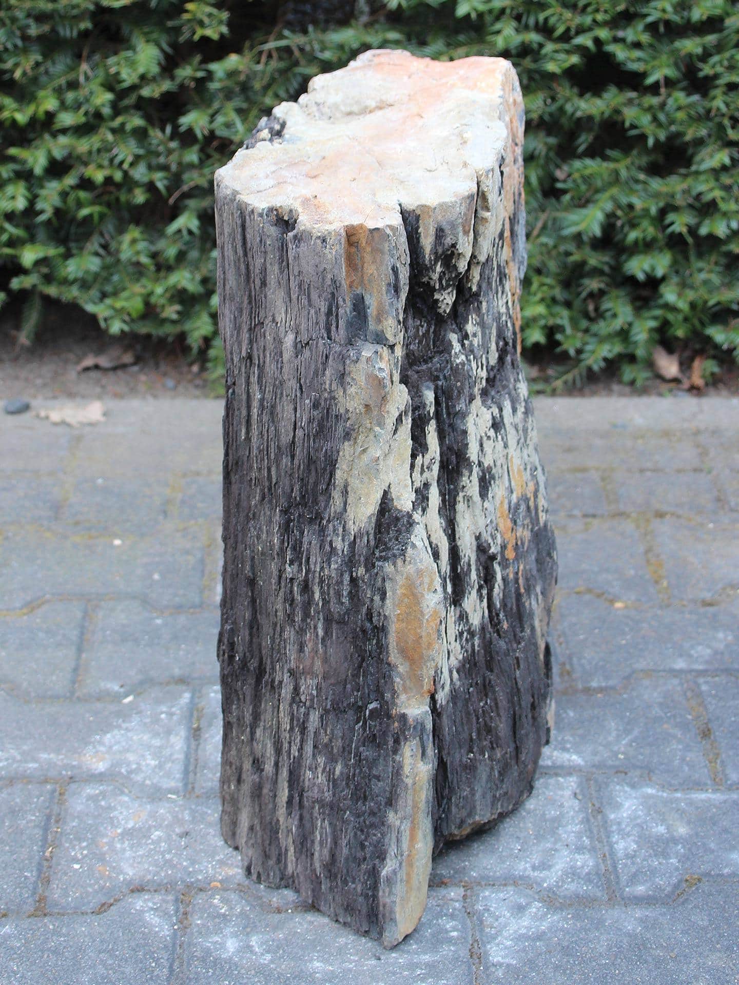 Versteinertes Holz - Schwarz - Versteinertes Holz - 53x32x20 cm – Bild 2