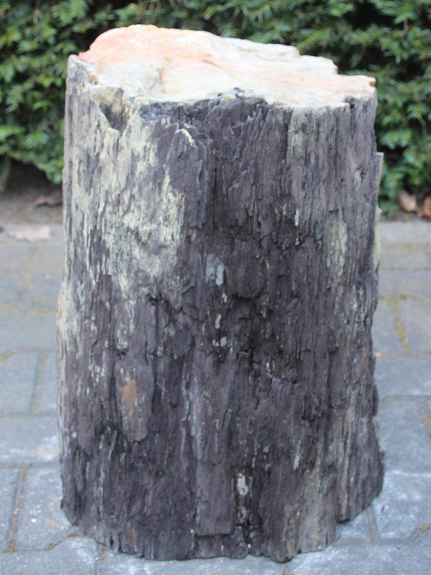 Versteinertes Holz - Schwarz - Versteinertes Holz - 53x32x20 cm – Bild 3