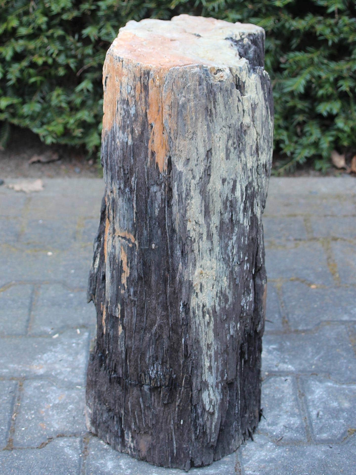 Versteinertes Holz - Schwarz - Versteinertes Holz - 53x32x20 cm – Bild 4