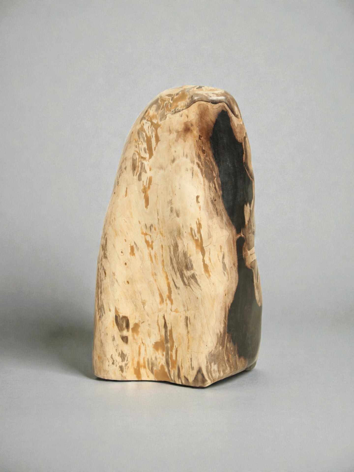 Versteinertes Holz - Versteinertes Holz - 50x35x30 cm – Bild 3