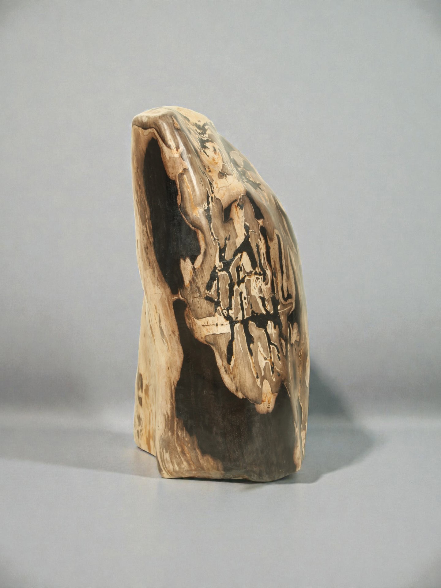 Versteinertes Holz - Versteinertes Holz - 50x35x30 cm – Bild 4