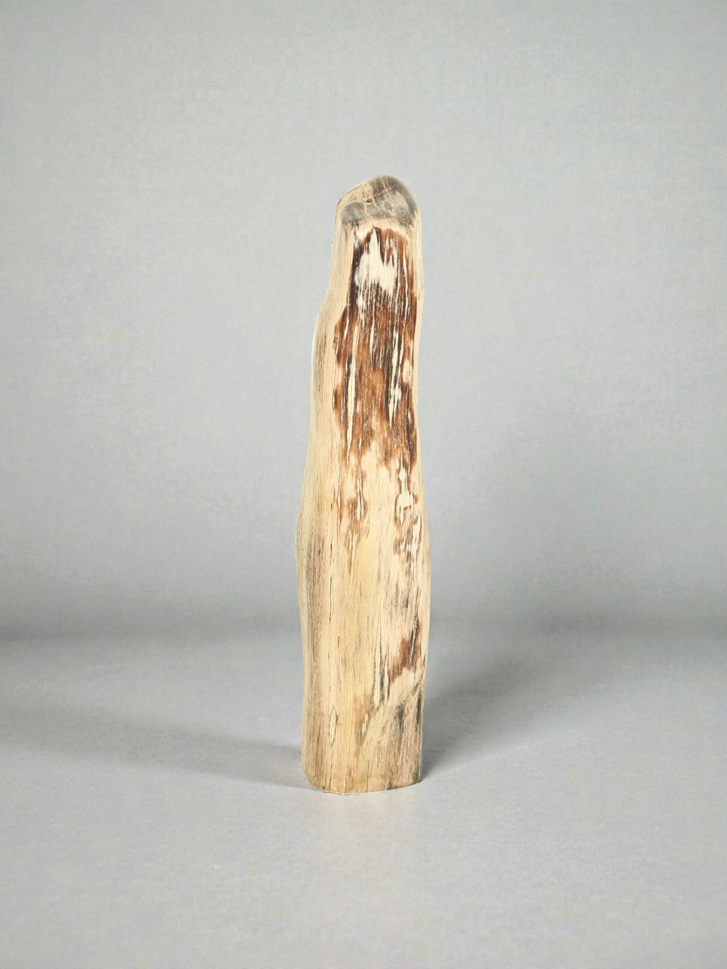Versteinertes Holz - Versteinertes Holz - 51x13x10 cm – Bild 2