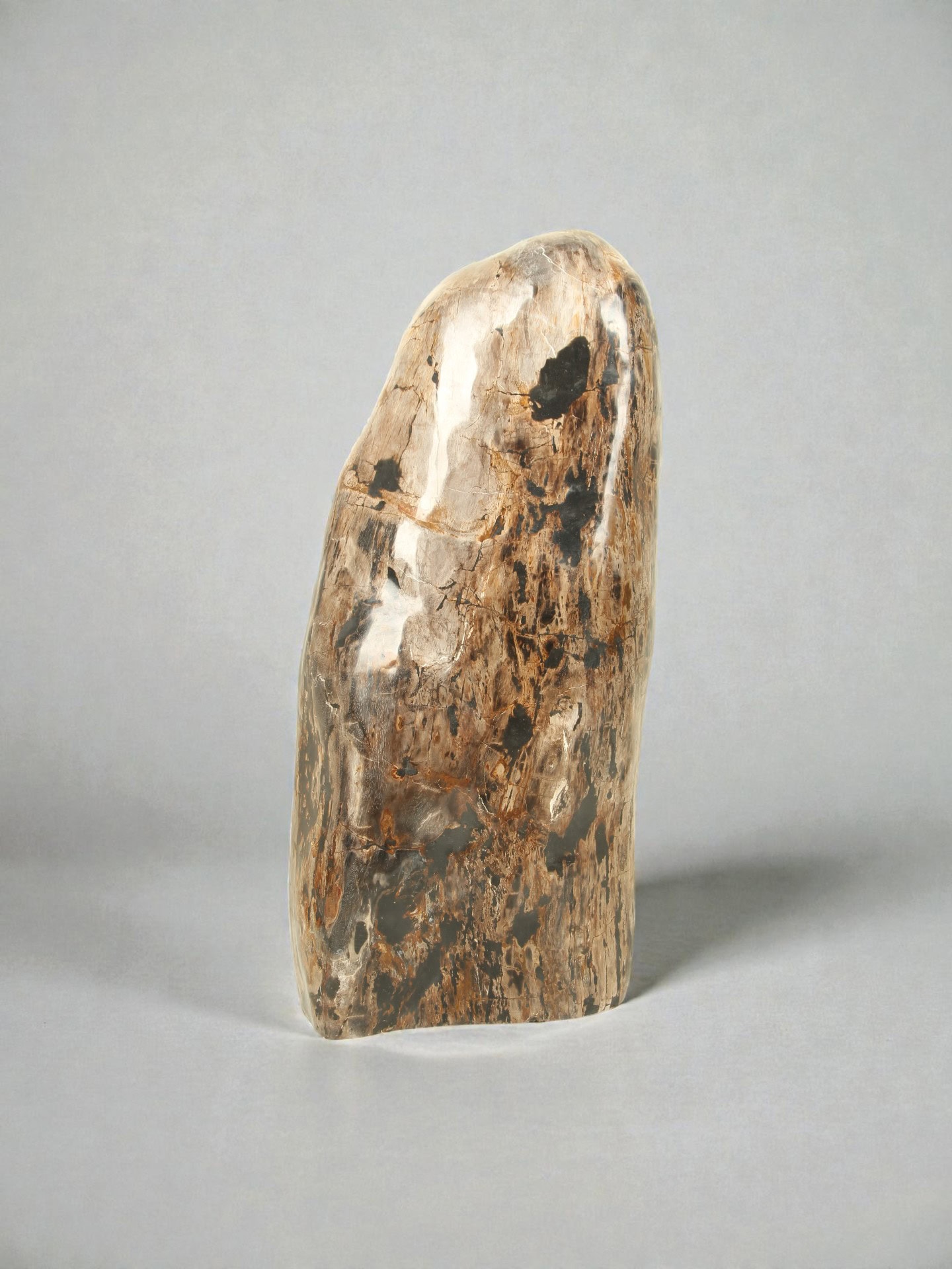 Versteinertes Holz - Versteinertes Holz - 81x35x20 cm